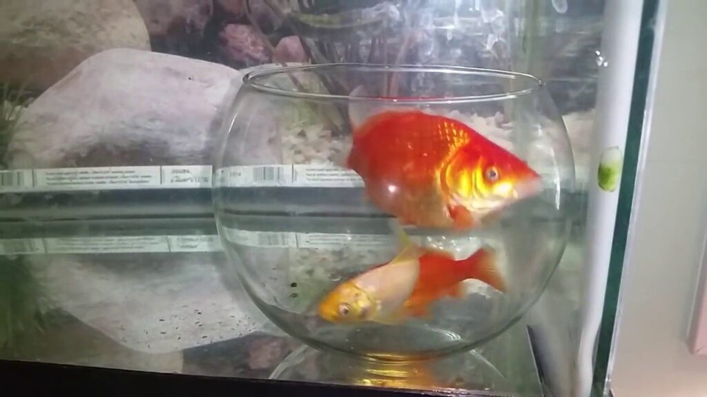 Les poissons rouges sont aussi cons qu’ils en ont l’air…