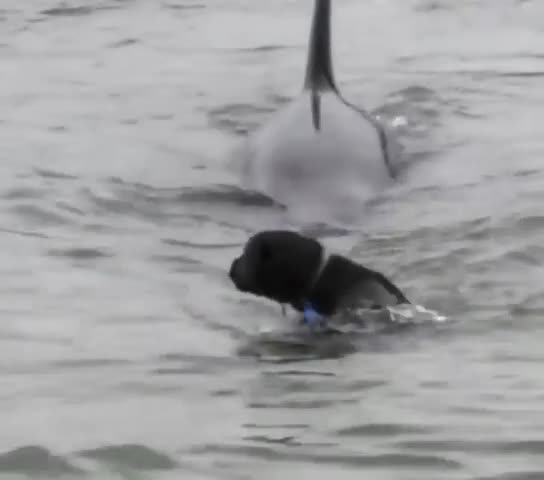 Le chien et l’orque
