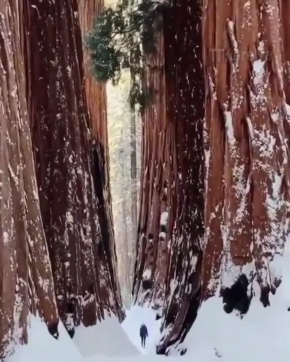 Une forêt de sequoia géant