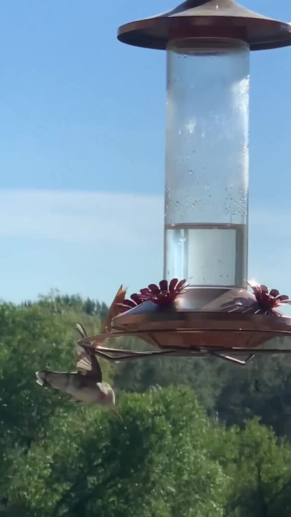 Une mante-religieuse bouffe un colibri