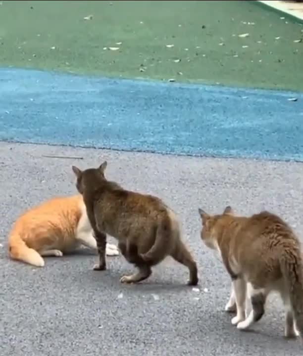 Petite bagarre entre chats