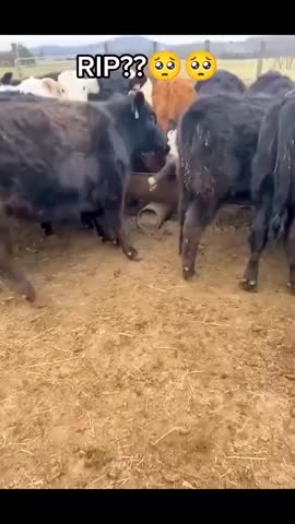La vache flemmarde